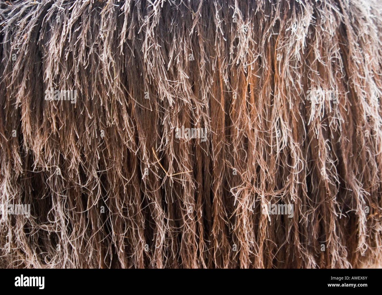 Shetland Pony's mane covered in frost Stock Photo
