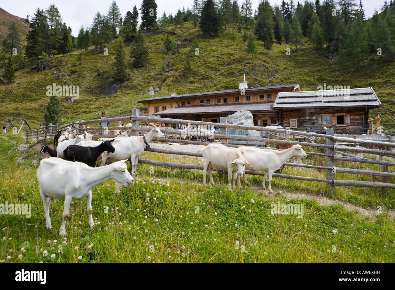 Goats in front of the Loosbichlalm alpine pasture, Grossarltal, Salzburg, Austria, Europe Stock Photo