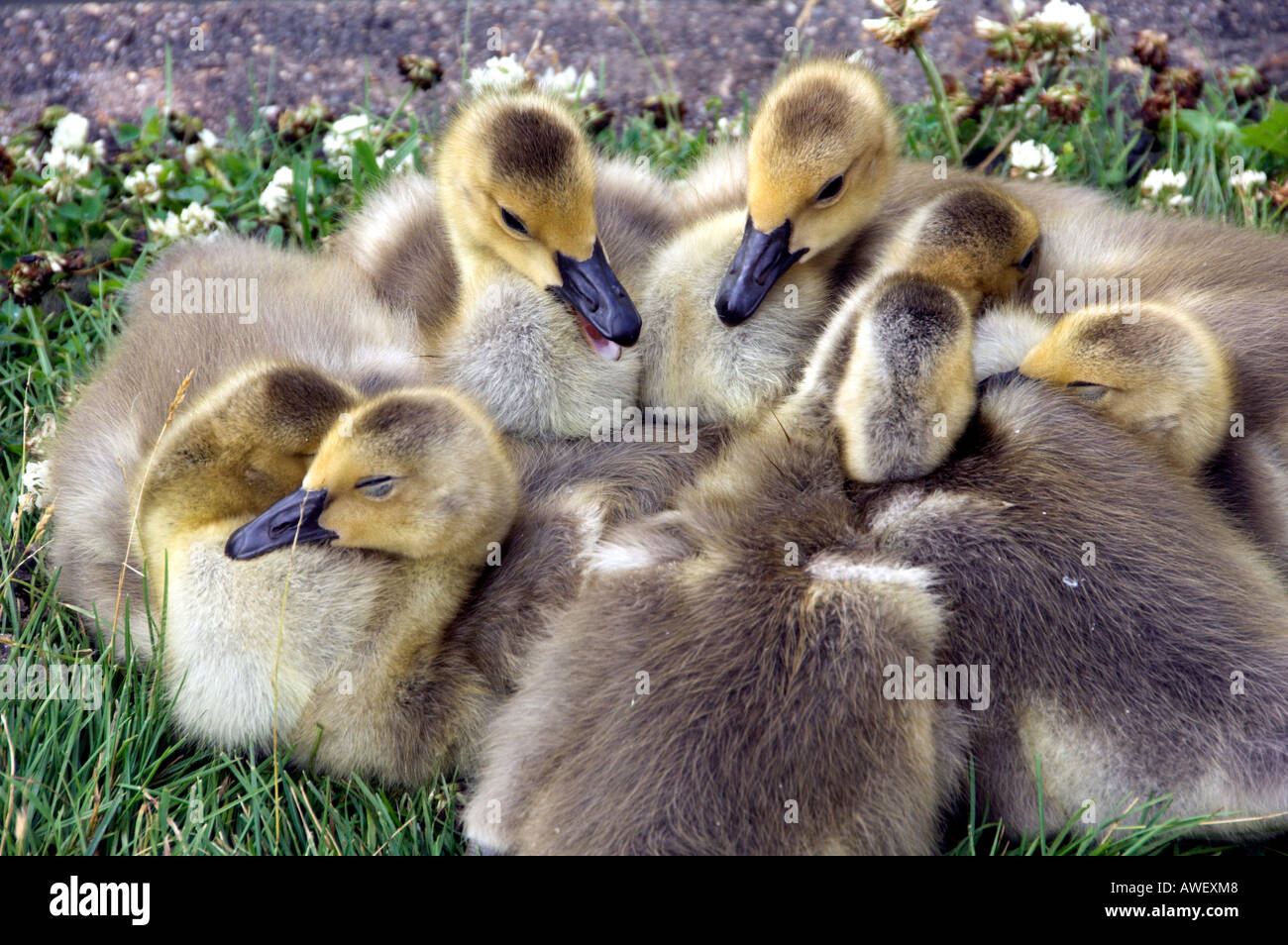Canada goose top plant winnipeg