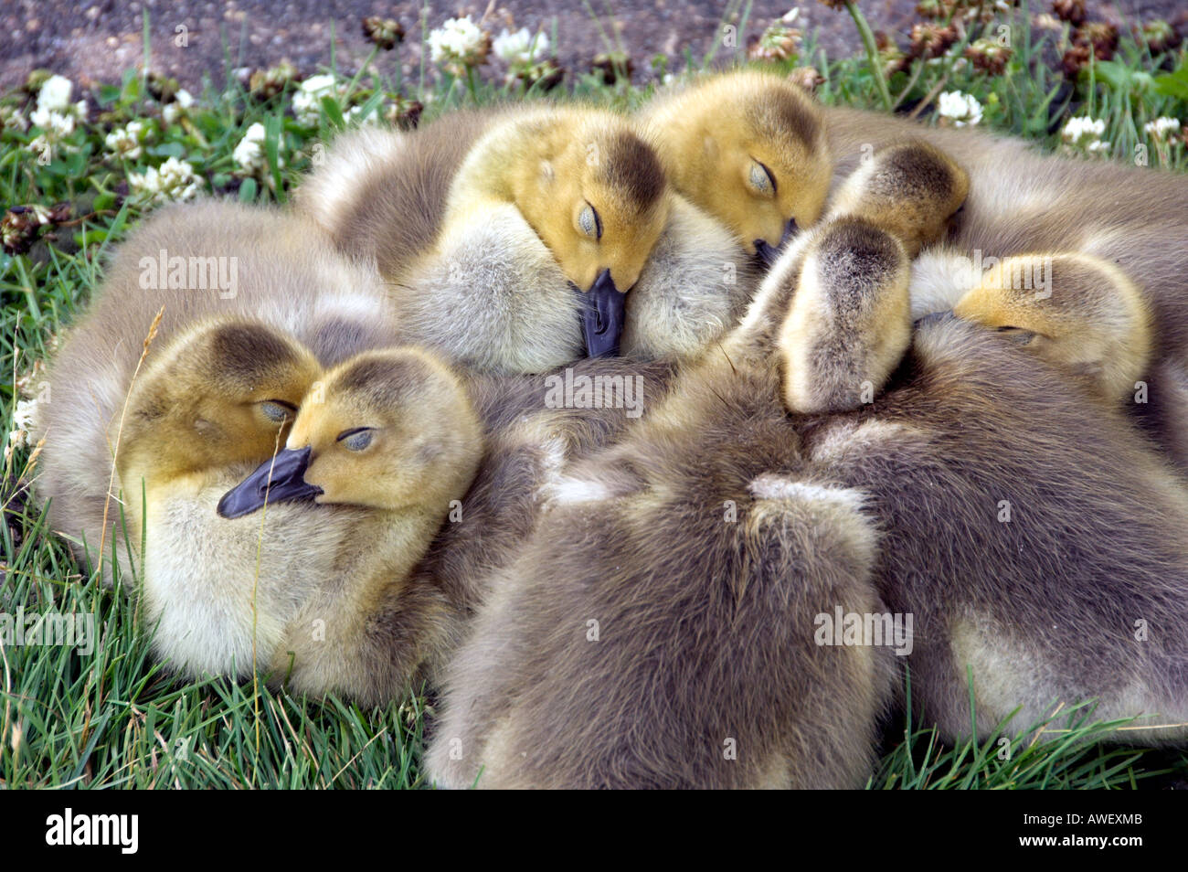A small group of sleeping Canada goose goslings huddled together at the