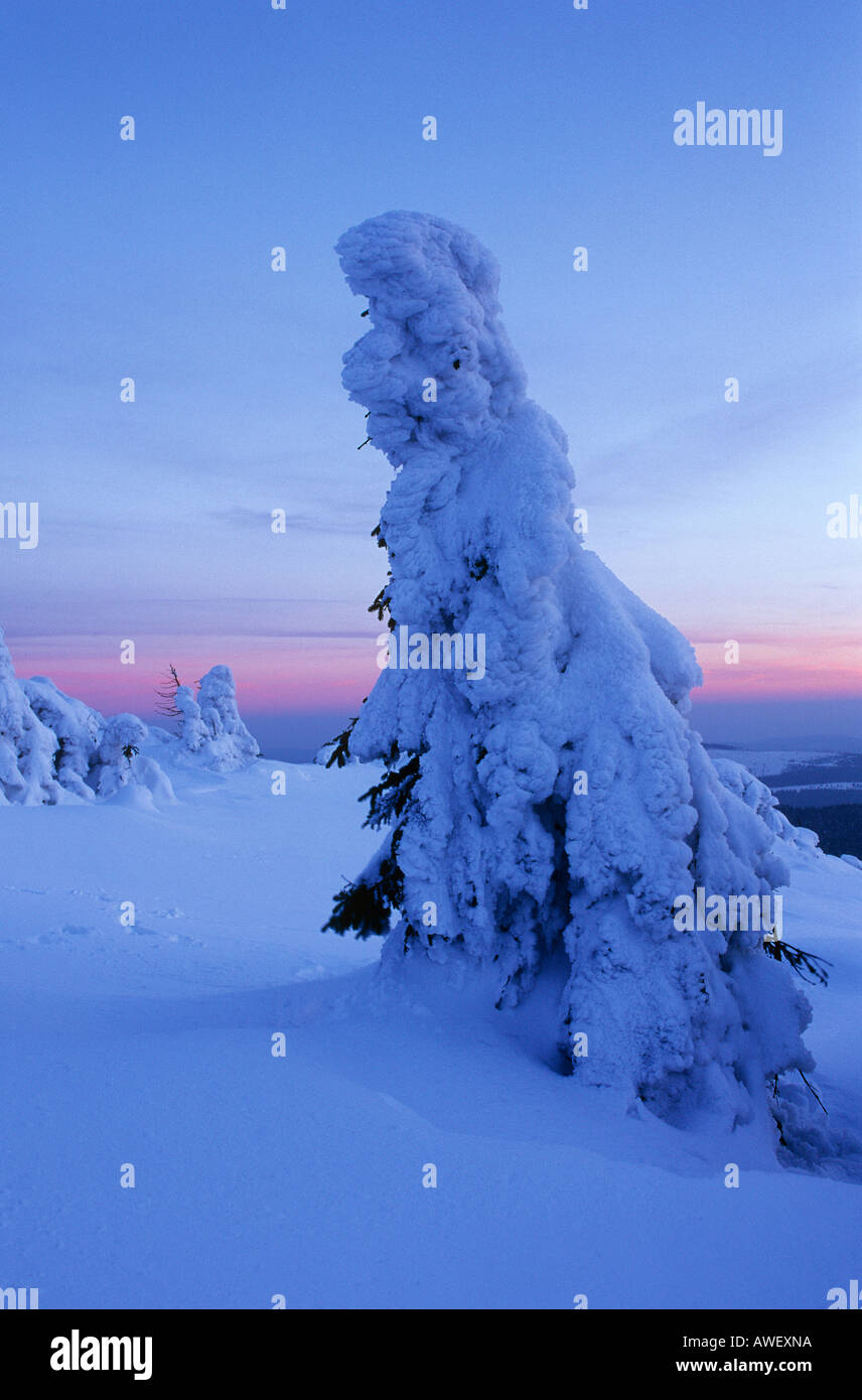 Sprus Snow spruce - covered with snow Stock Photo - Alamy