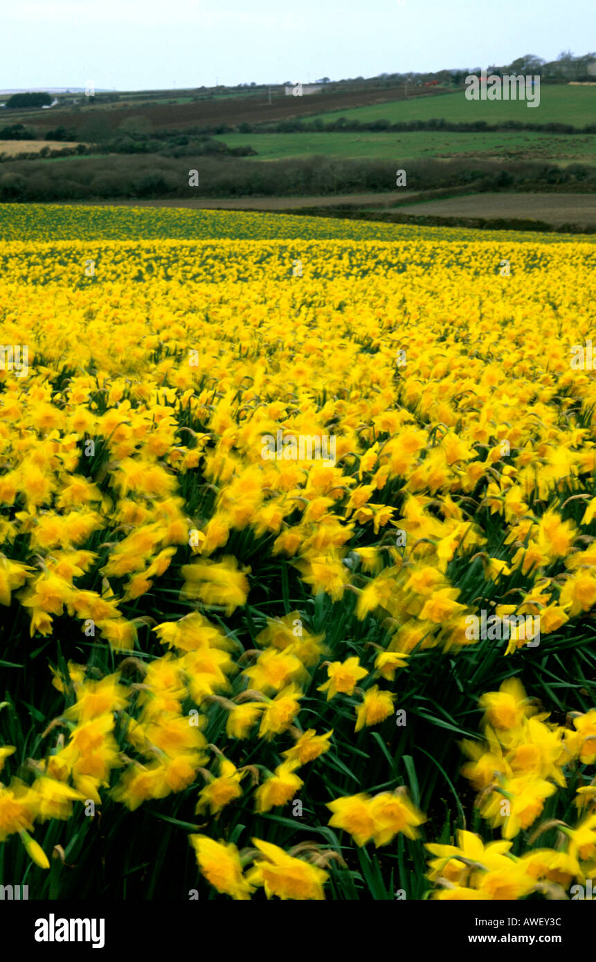 Uk blossom fields spring hi-res stock photography and images - Alamy