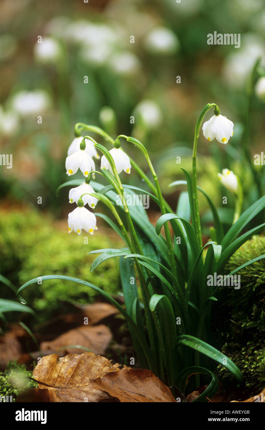 Spring Snowflake / Leucojum vernum Stock Photo - Alamy