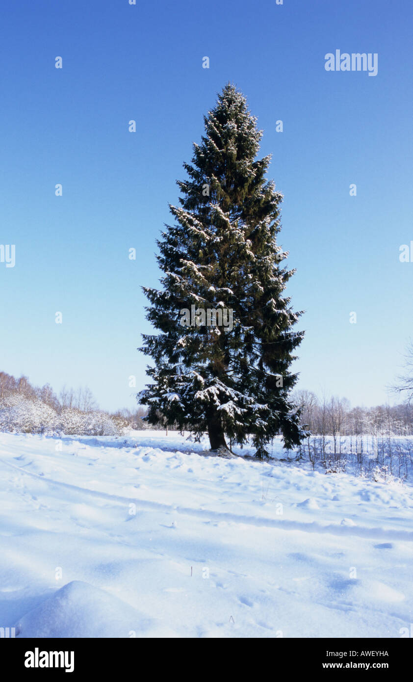 White fir tree landscape hi-res stock photography and images - Alamy