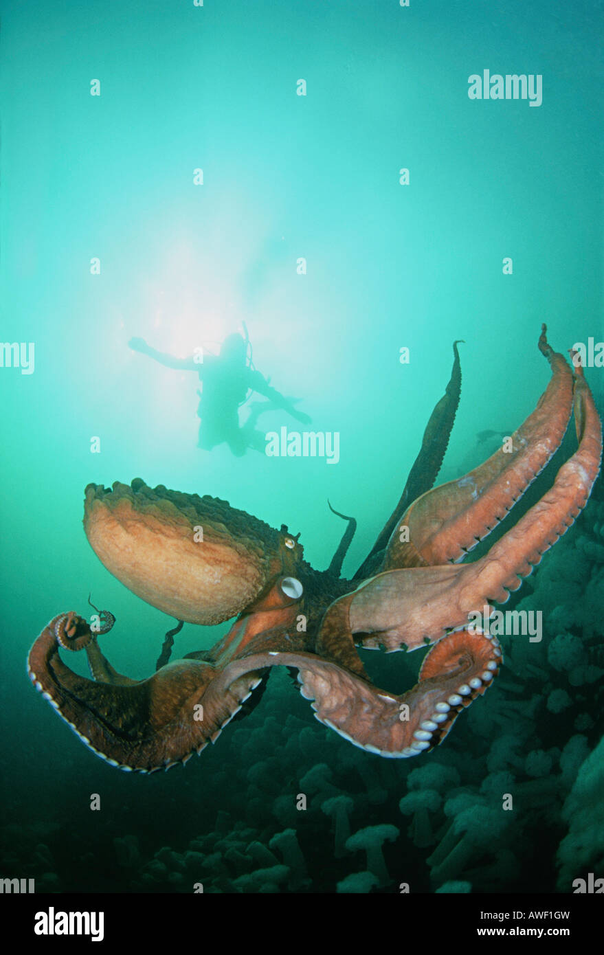 A giant Pacific octopus, Octopus dolfleini, and a diver in the water column off Keystone Jetty, Whidbey Island, Washington. Stock Photo