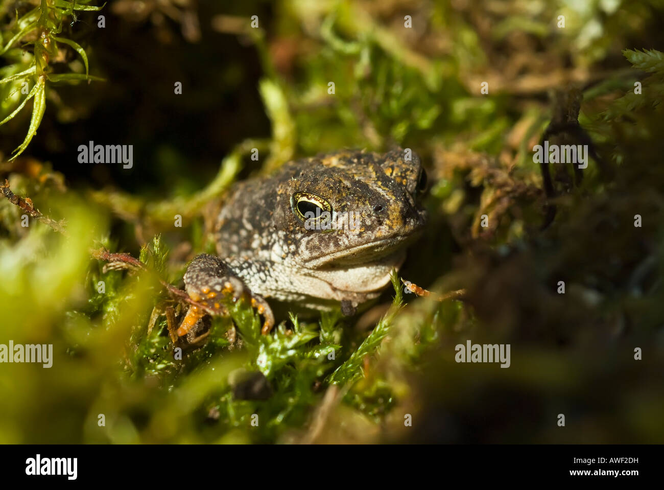 The Oak Toad, Anaxyrus Quercicus, Is In The Bufonidae Family. It Is ...