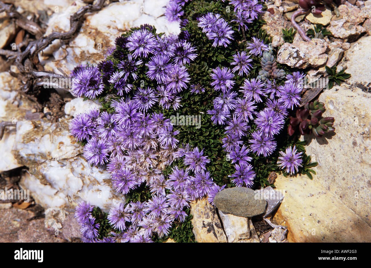Close up of Heart leaved Globularia cordifolia flowers group Stock Photo