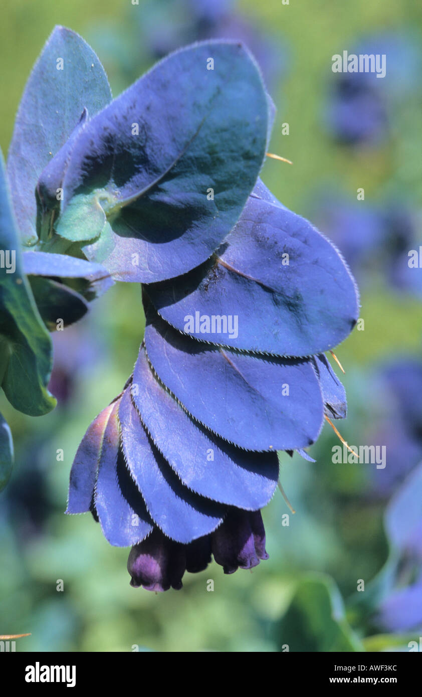 Orache in flower hires stock photography and images Alamy