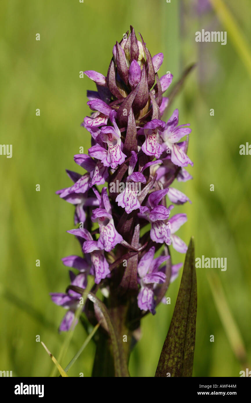 Common Spotted Orchid (Orchis fuchsii) Stock Photo
