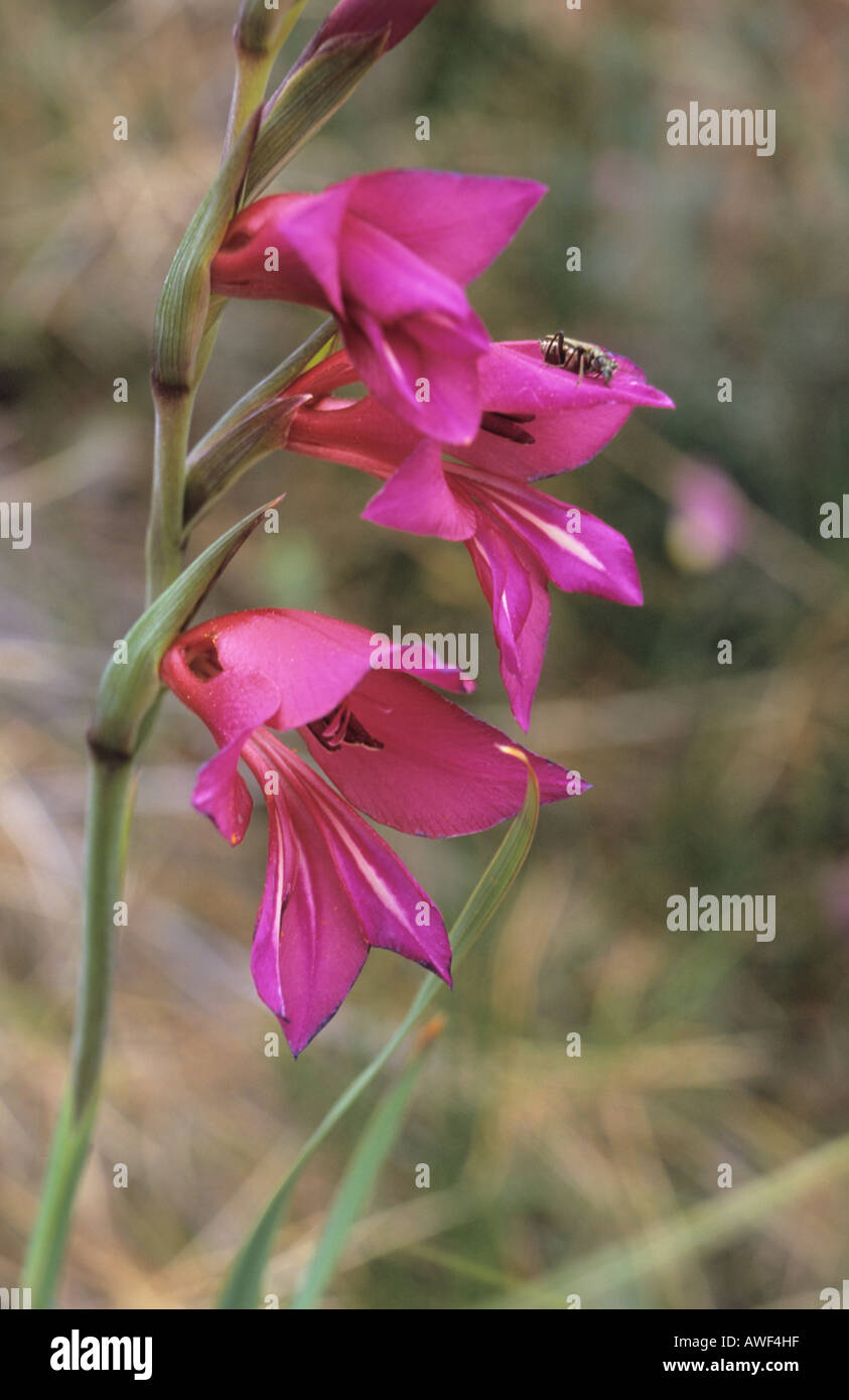 Close up of Gladiolus inflorescence Stock Photo