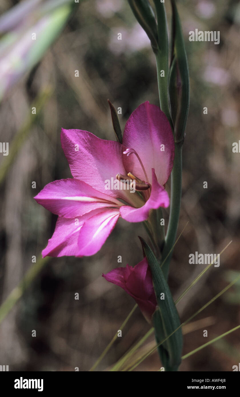 Wild gladioli hires stock photography and images Alamy