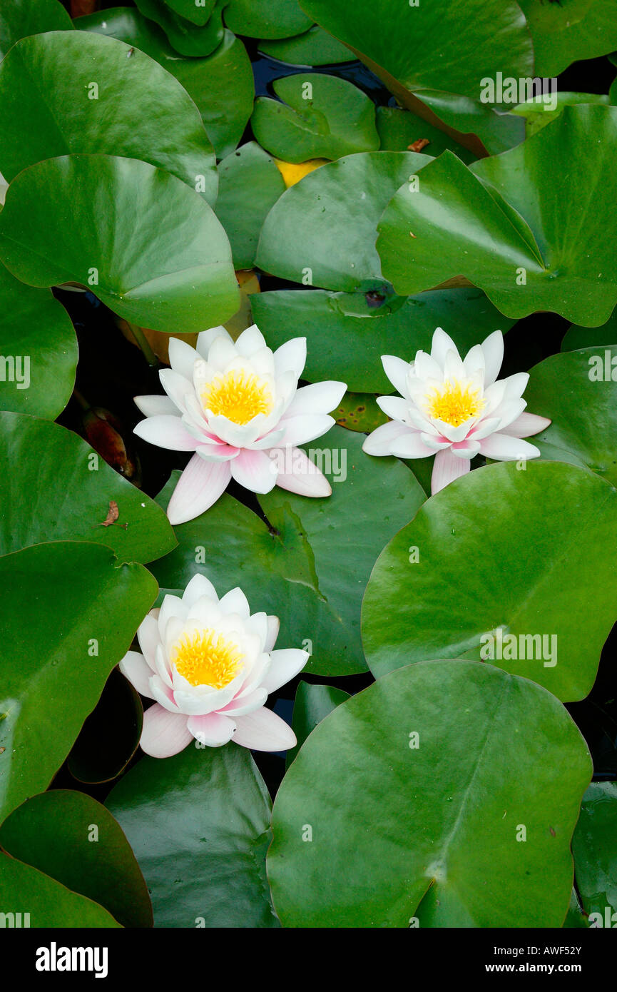 Water Lilies (Nymphaea Stock Photo Alamy