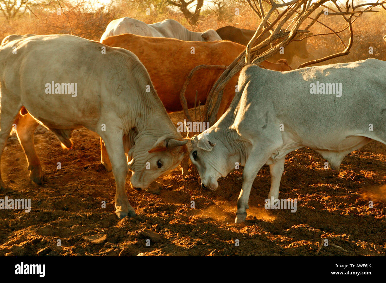 two-fighting-bulls-and-cattle-in-kraal-enclosure-cattlepost-bothatogo