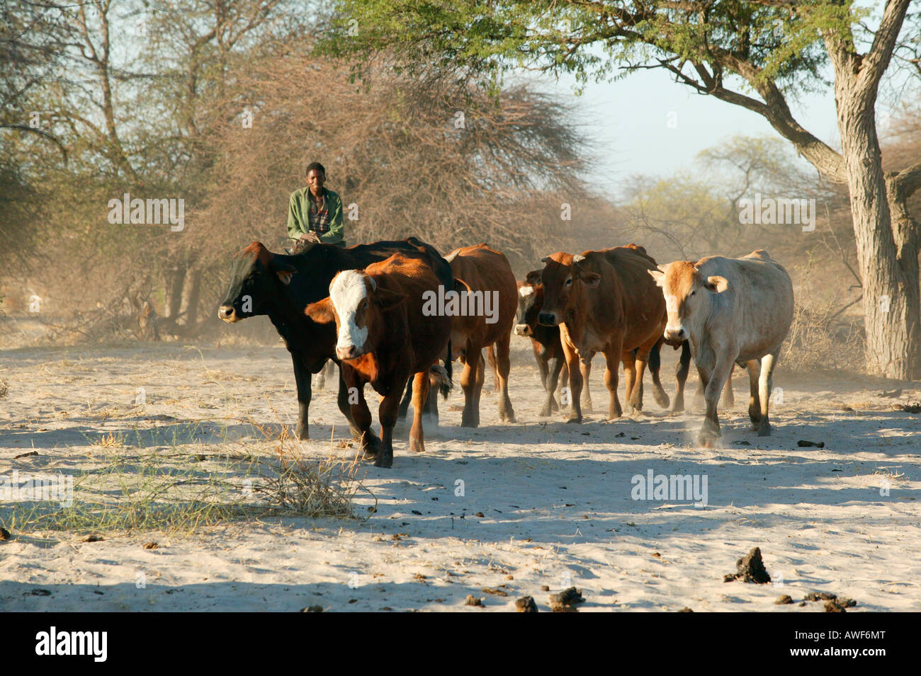 Cattle being herded to troughs, Cattlepost Bothatogo, Botswana, Africa Stock Photo