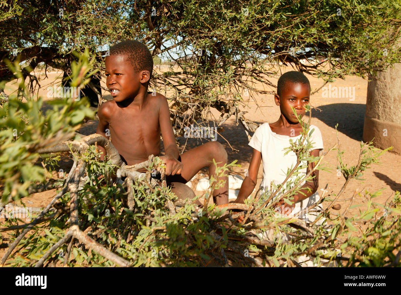 Two boys seesawing on a branch, Cattlepost Bothatogo, Botswana, Africa Stock Photo