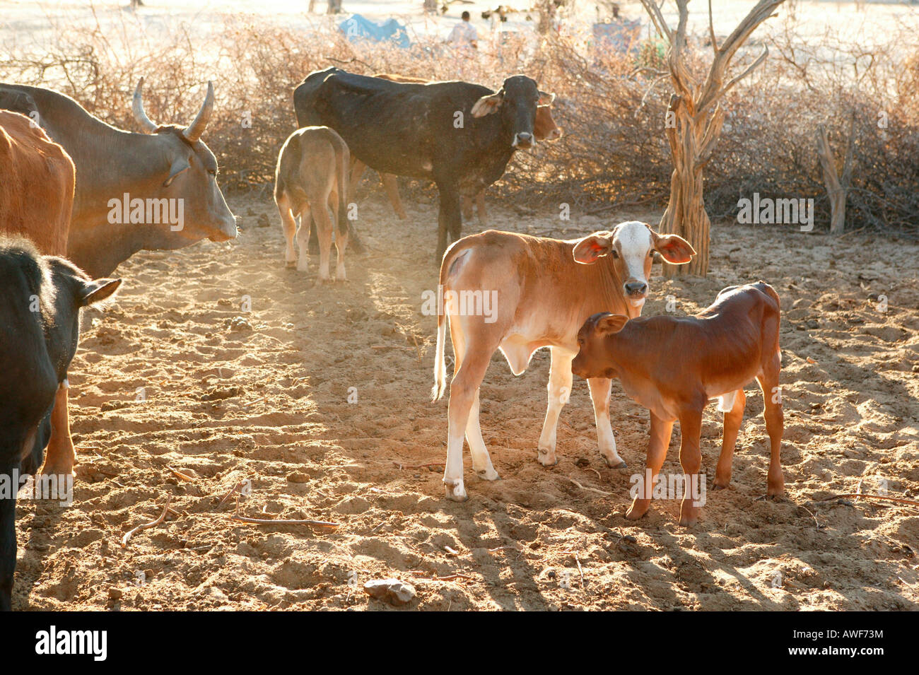 Two calves, cow herd in the kraal, Cattlepost Bothatogo, Botswana