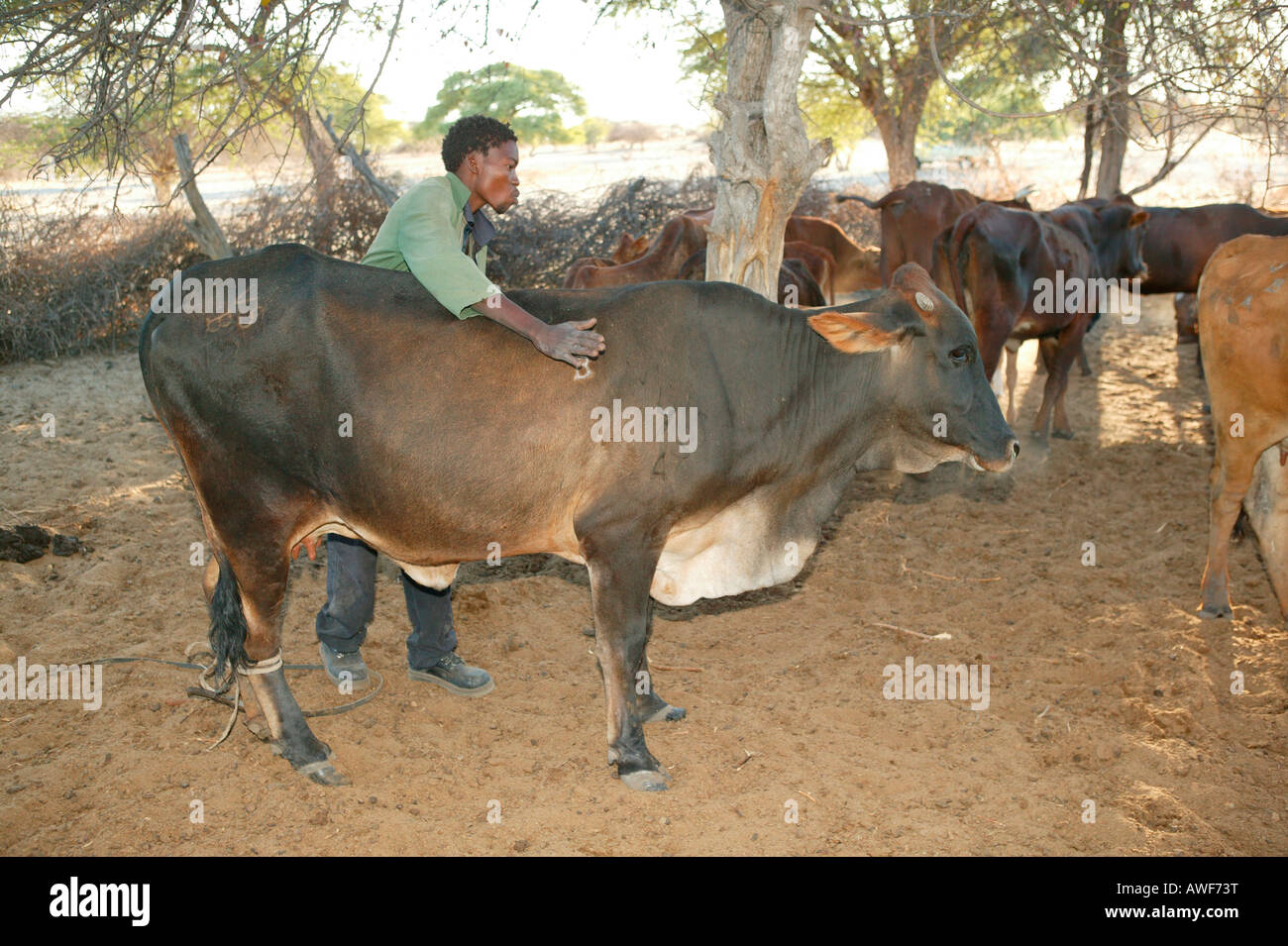 Sick cow being treated, Cattlepost Bothatogo, Botswana, Africa Stock Photo