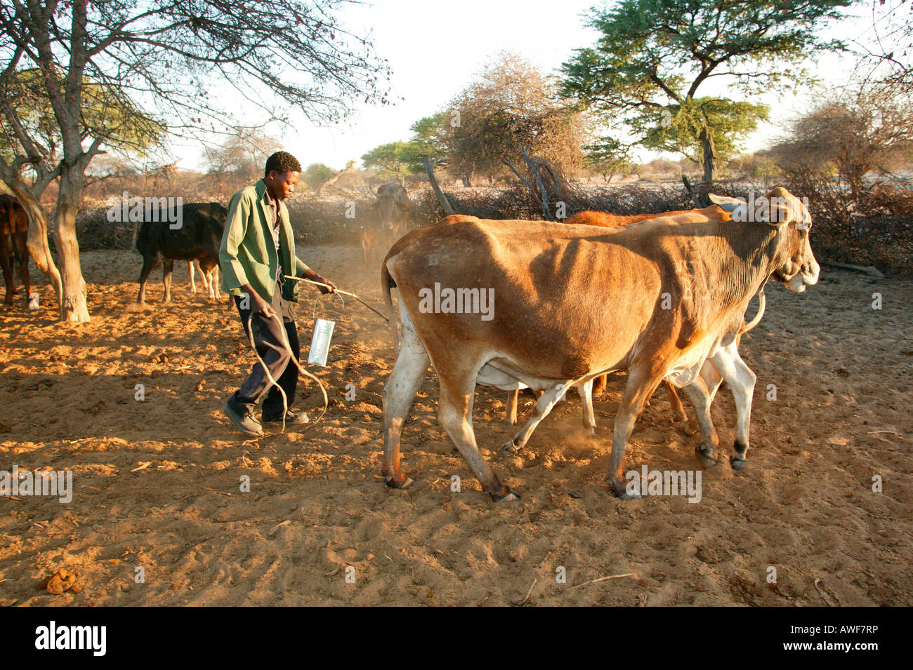 Man milking cow, Cattlepost Bothatoga, Botswana, Africa Stock Photo
