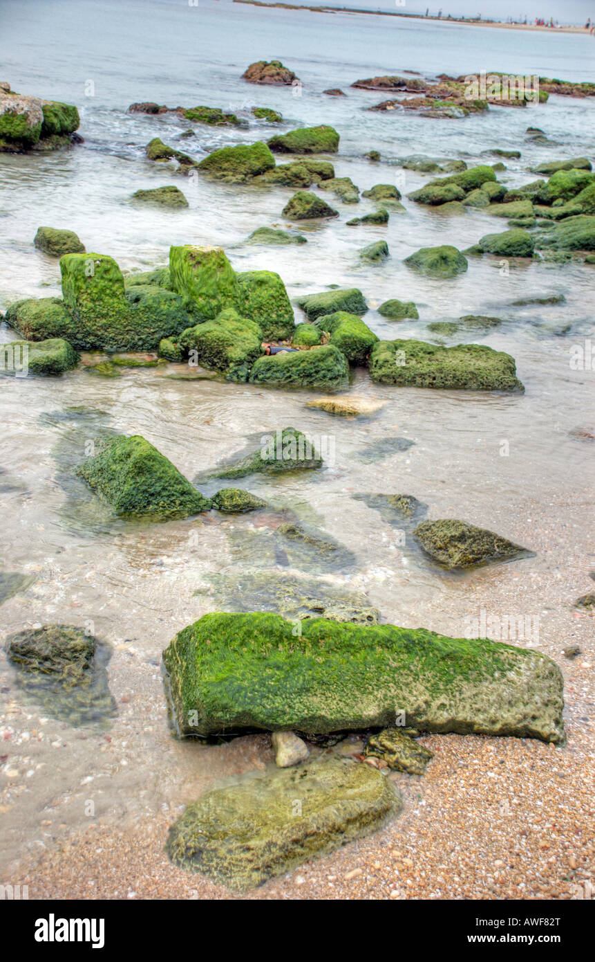 Green rocks-covered with seaweeds Stock Photo - Alamy