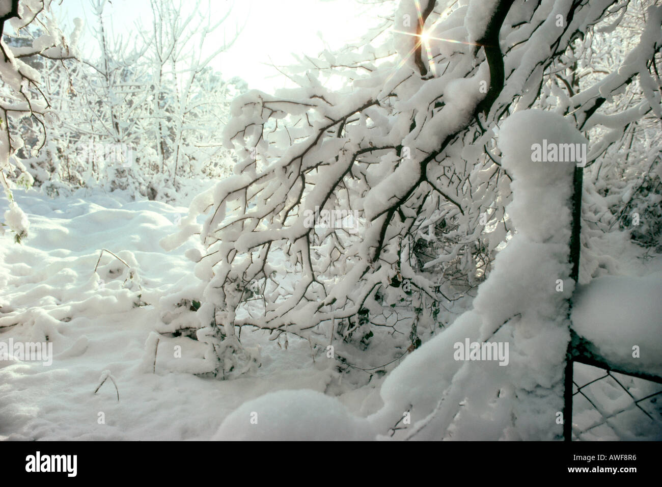 Berkshire England Driftwood In Snow Stock Photo Alamy