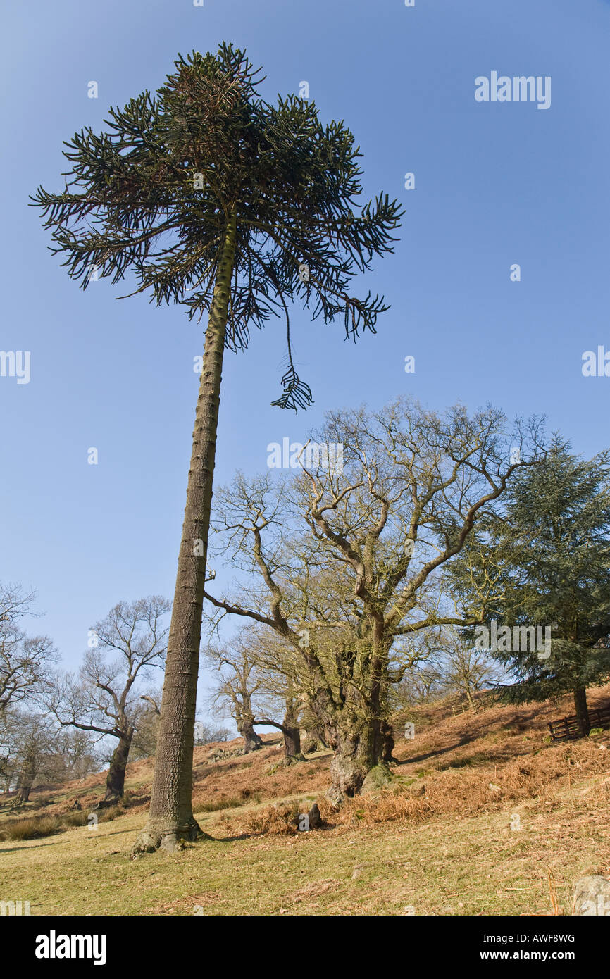A monkey puzzle tree (Araucaria araucana) in Bradgate Park, Leicestershire, England. Stock Photo