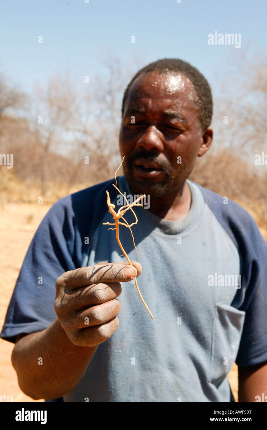 Traditional healer displaying various medicinal herbs, Sehitwa, Botswana, Africa Stock Photo