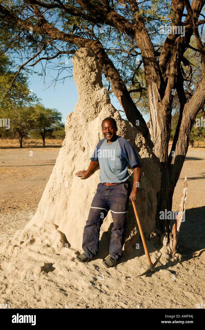 Traditional healer explaining the medicinal value of termites, Sehitwa, Botswana, Africa Stock Photo