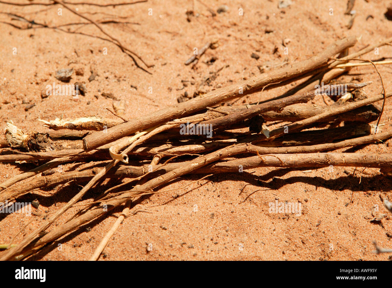 Various medicinal plants of a traditional healer, Sehitwa, Botswana, Africa Stock Photo
