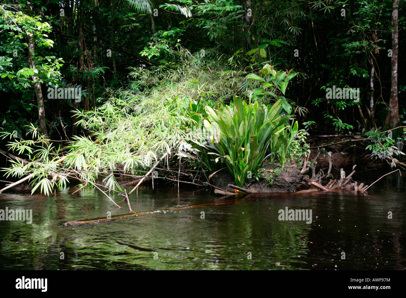 Rainforest landscape, banks of the Kamuni River, Guyana, South America Stock Photo