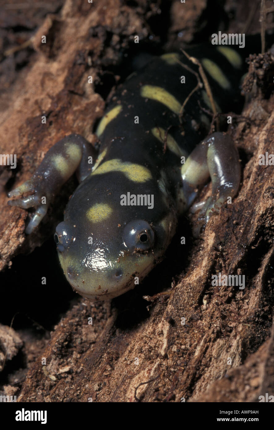 Wildlife amphibian caudata horizzontal roberto nistri hi-res stock  photography and images - Alamy