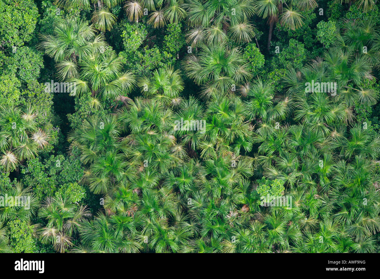 Aerial view of a coconut plantation in the rainforest, Guyana, South