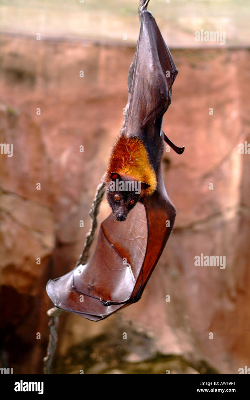 Giant Fruit Bat. Stock Photo