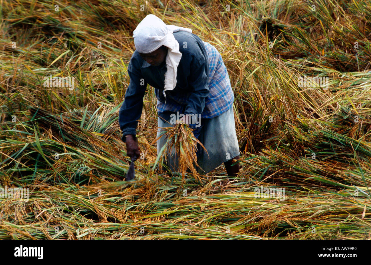 Kerala India Worker Rice Harvesting Stock Photo