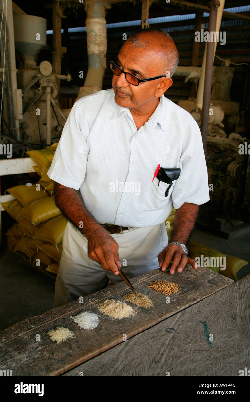 Man of Indian ethnicity displaying grain varieties used in the production of pasta at a pasta factory in Demerara Province, Guy Stock Photo