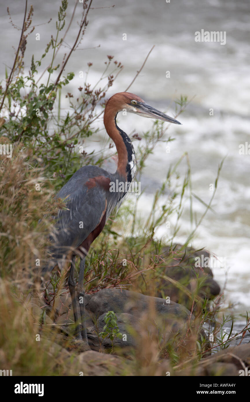 Goliath Heron (Ardea goliath) hunting by a river Stock Photo Alamy