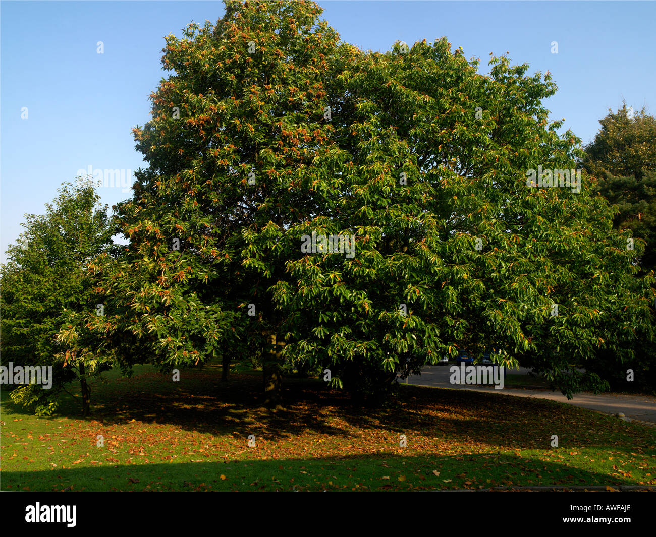 Sweet Chestnut Tree in Autumn with Ripe Fruits Sutton Surrey England Stock Photo