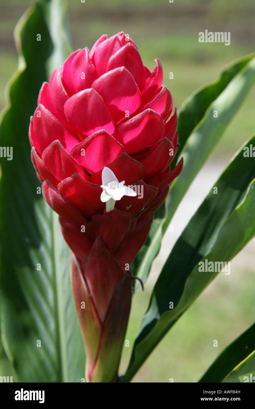 Red Ginger or Ostrich Plume (Alpina purpurata), species from the Ginger family of plants (Zingiberaceae), Guyana, South America Stock Photo
