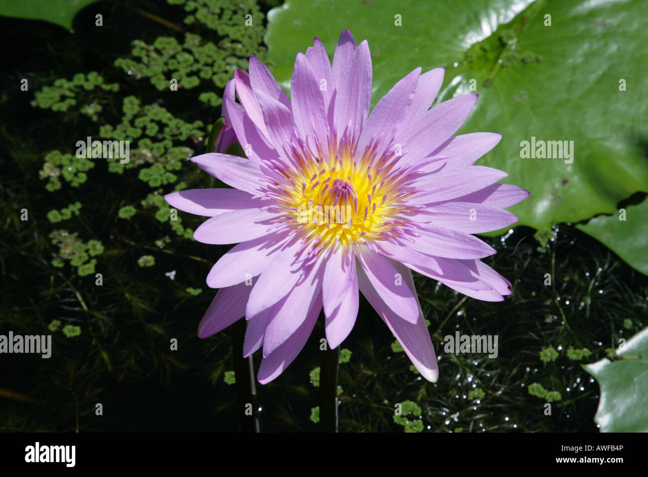 Waterlily (Nymphaeaceae), Guyana, South America Stock Photo