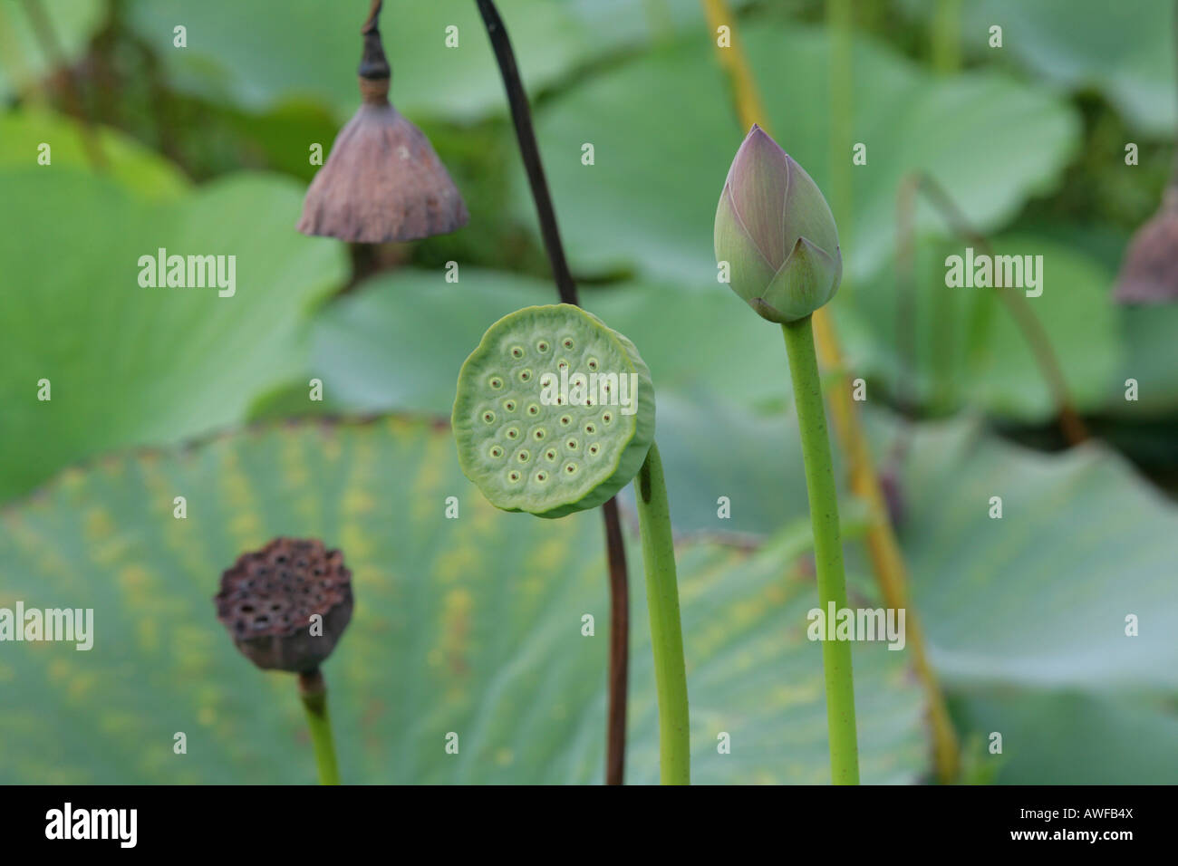 Blue Lotus or Indian Lotus (Nelumbo nucifera) seed heads, species from the Water Lily family (Nymphaeaceae), Guyana, South Amer Stock Photo
