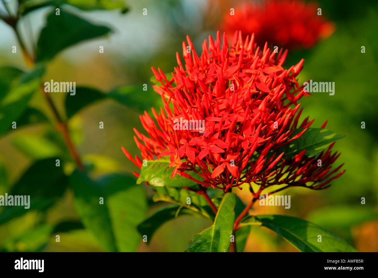 Jungle Geranium or Flame of Woods or Jungle Flame (Ixora coccinea L.), species from the Madder- or Coffee family (Rubiaceae), G Stock Photo