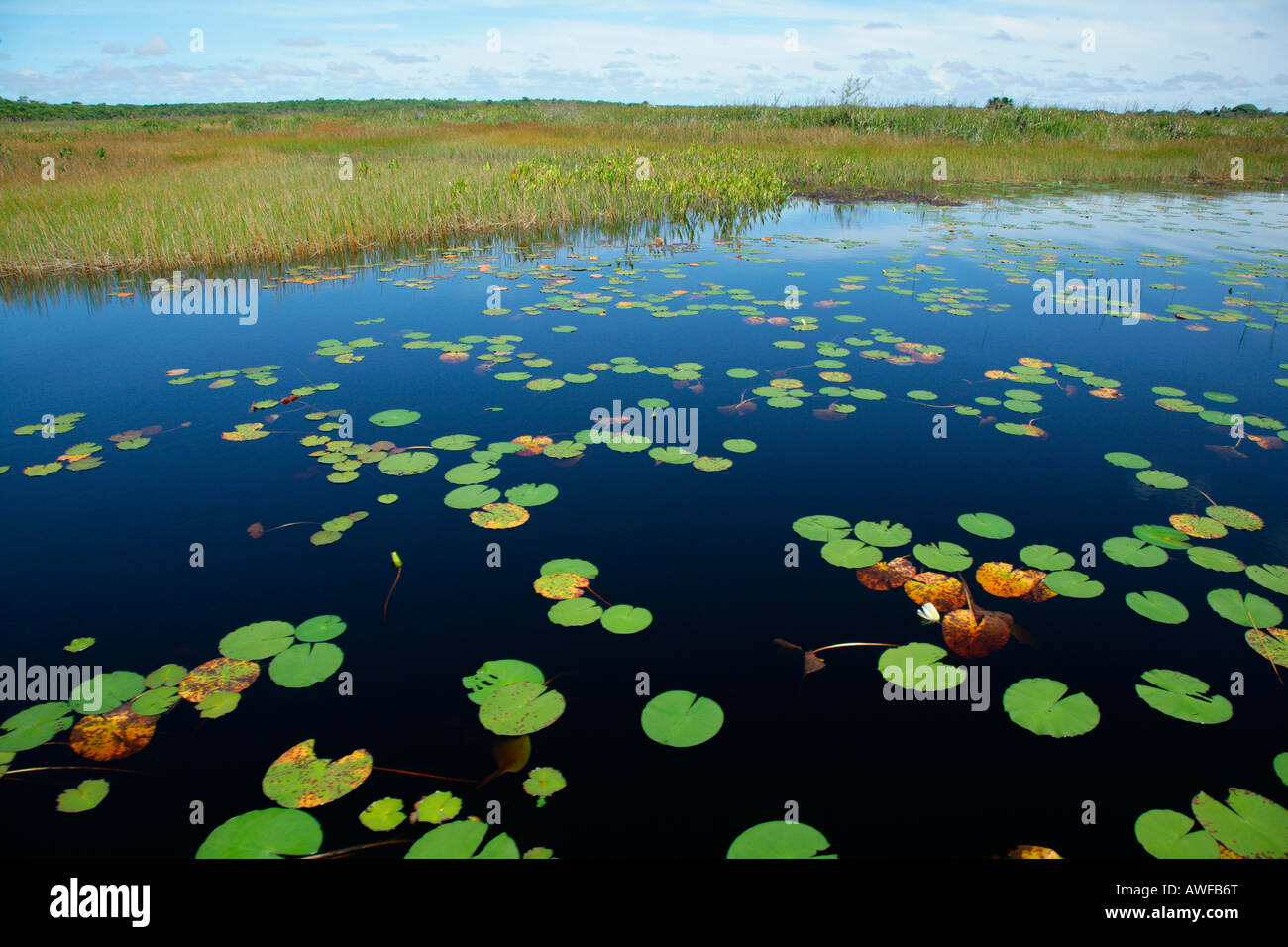 Water lilies at the bank of Lake Capoey, Guyana, South America Stock Photo