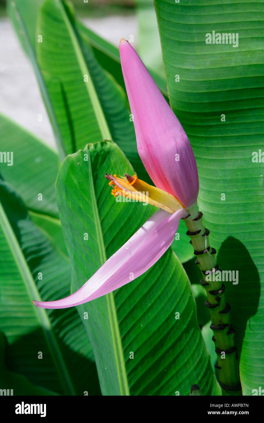 Plantain flower (Musaceae), Guyana, South America Stock Photo