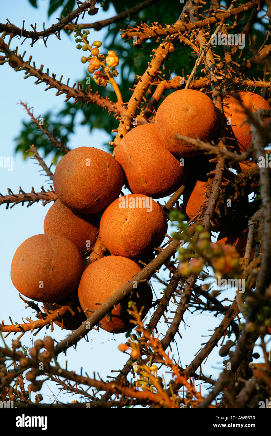 Cannonball Tree (Couroupita guianensis) fruit, Guyana ...