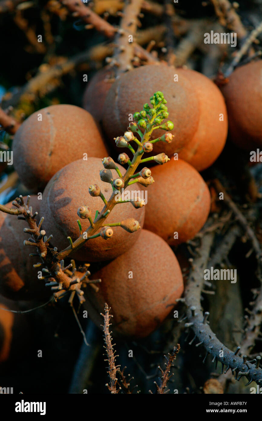 Cannonball Tree (Couroupita guianensis) fruit, Guyana, S…