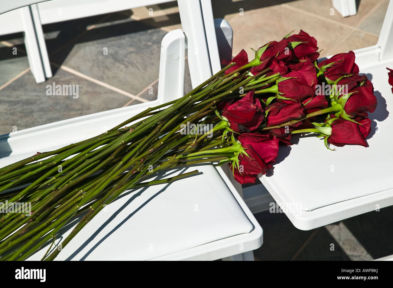 Roses on white chairs San Diego, California, USA Stock Photo Alamy