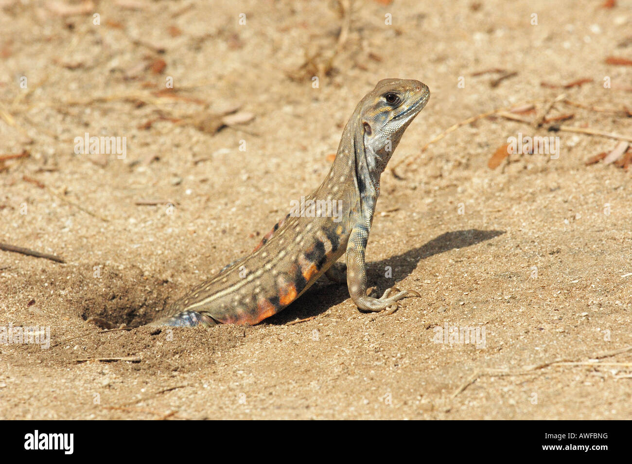 Common Butterfly Lizard (Leiolepis belliana)  emerging from its burrow,Thailand. Stock Photo