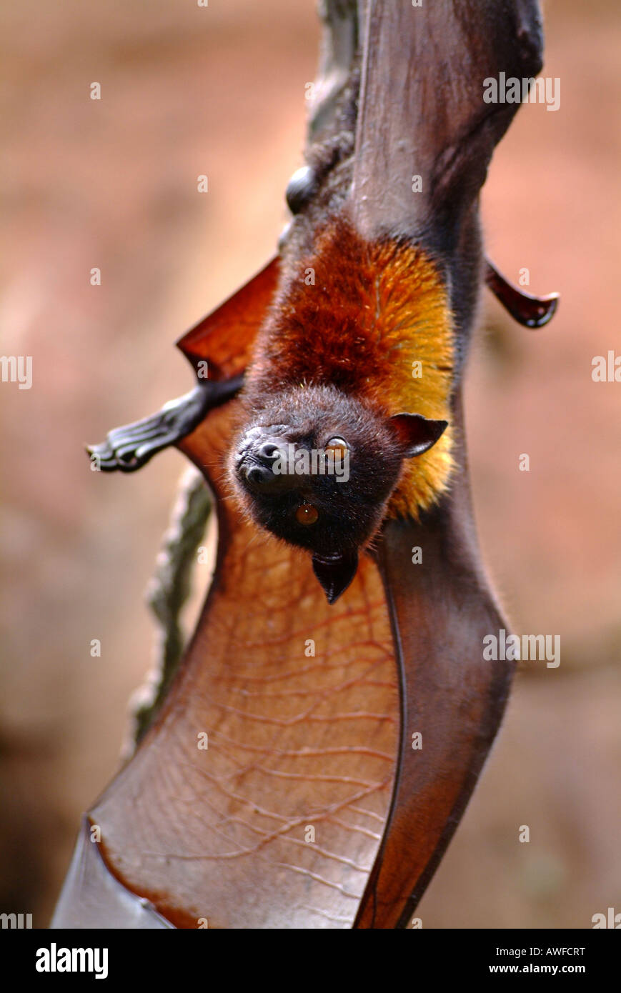 Giant Fruit Bat. Stock Photo