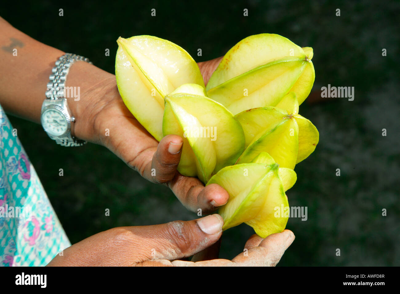 Hands holding starfruit (Averrhoa carambola), Georgetown, Guyana, South America Stock Photo