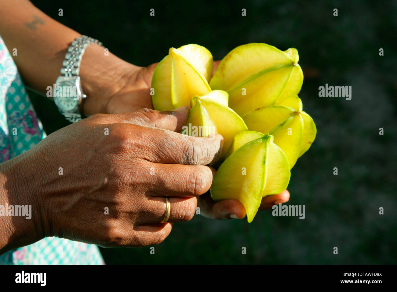 Hands holding starfruit (Averrhoa carambola), Georgetown, Guyana, South America Stock Photo