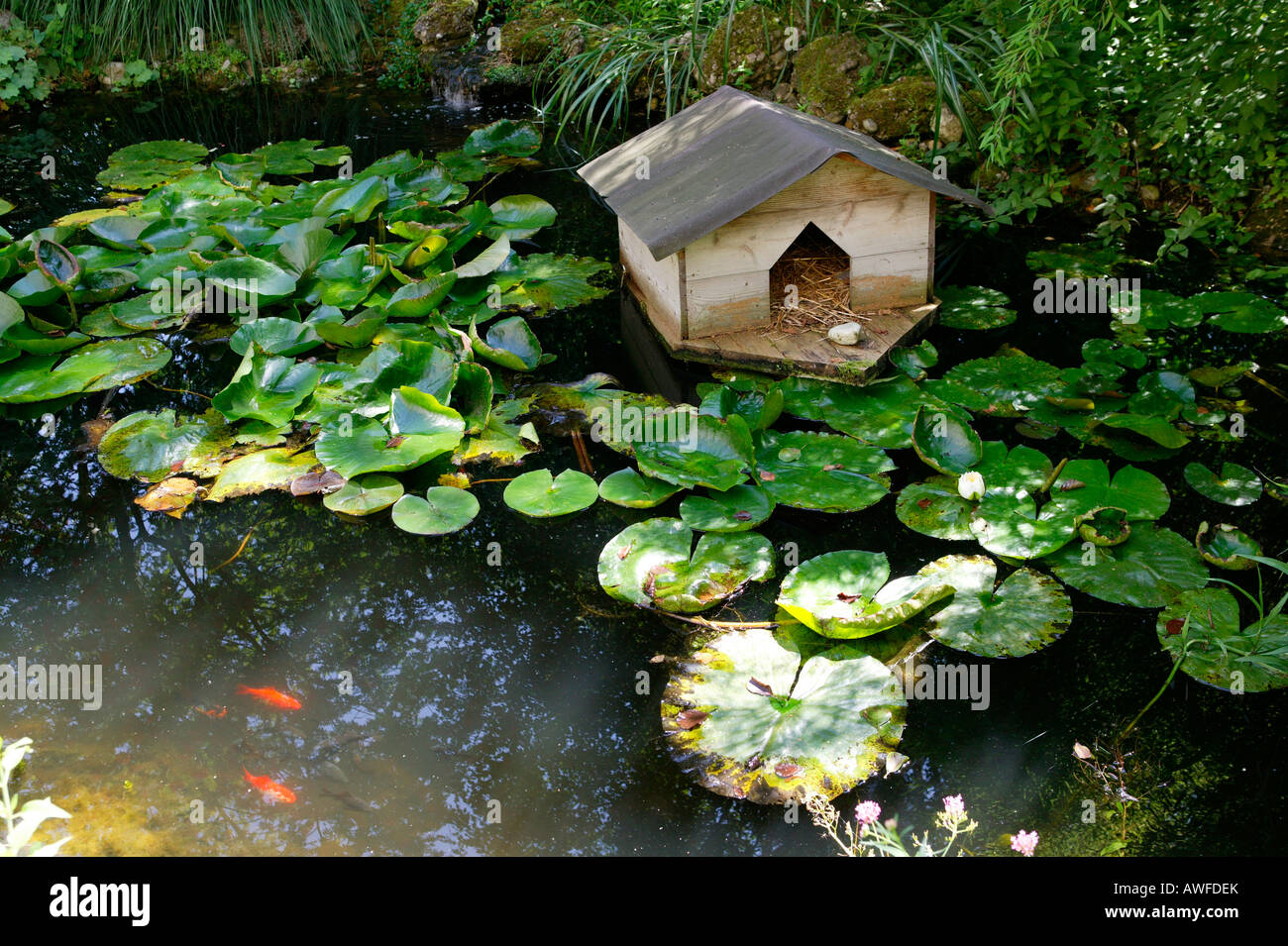 Goldfish pond and duck house in a garden, Upper Bavaria, Bavaria, Germany, Europe Stock Photo